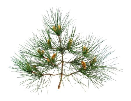Branch and twigs of Aleppo pine isolated on white background.の写真素材