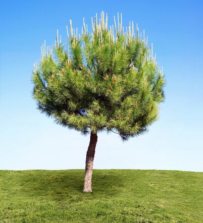 Young pine umbrella isolated on a lawn against blue sky background.の写真素材
