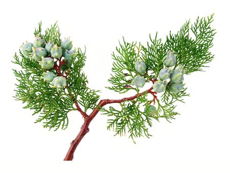 Thuja twig bearing fruits on a white backgroundの写真素材