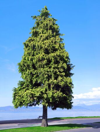 giant thuja in a parkの写真素材