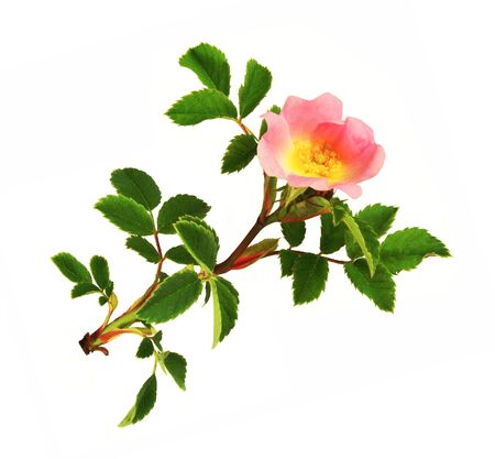 Leaves and wild rose flower isolated on white background.の写真素材