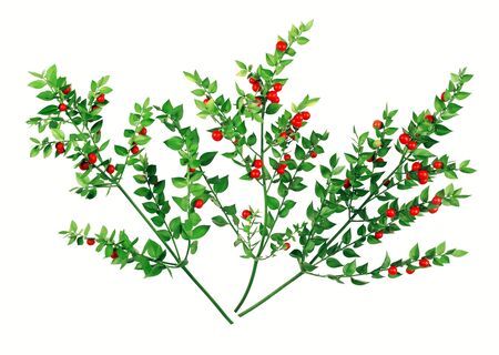 Bouquet of wild holly with red balls isolated on white background.の写真素材