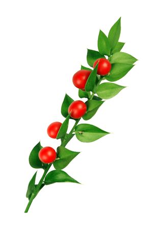 Berries and leaves of butcher's broomの写真素材