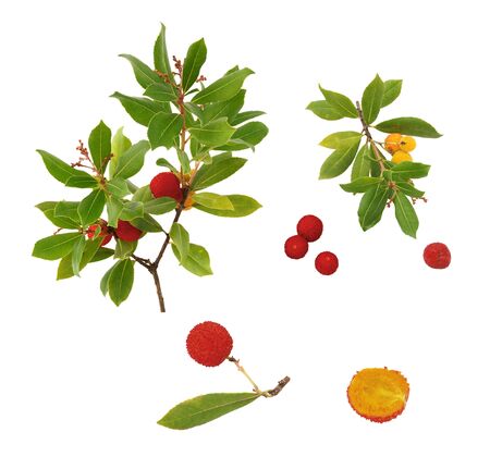 Arbutus branch and detail of fruits on a white backgroundの写真素材