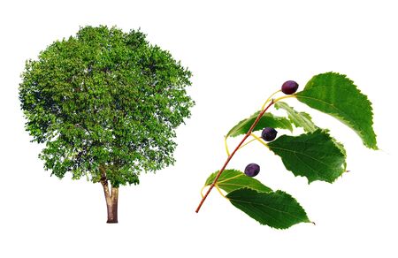 Micocollier with a branch with fruits on a white background