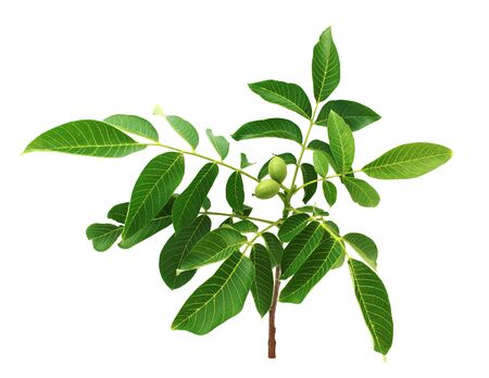 Green walnuts on walnut branch isolated on white background.の写真素材