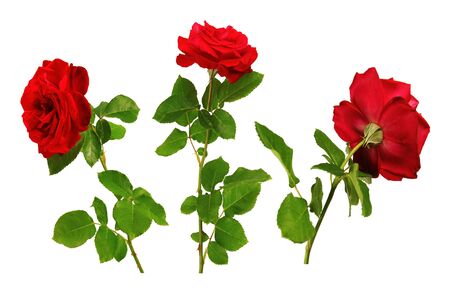 Three red roses isolated on a white background.の写真素材