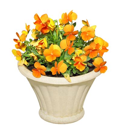 Yellow pansies in a stone jar, isolated on white background.の写真素材