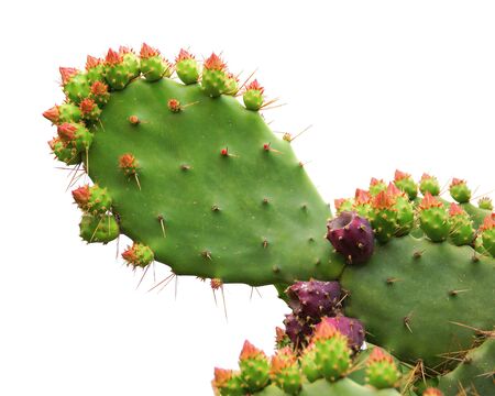 Racket of prickly pear isolated on white background.の写真素材