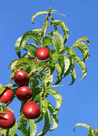 Peach twig laying in the sun bearing ripe fruit.の写真素材