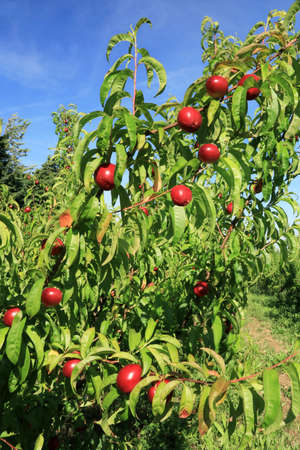 Orchard trees laden with ripe fruit in sunny weather.の写真素材