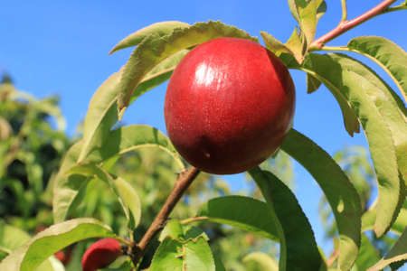 Sun-ripening peach fruit. in the orchard.の写真素材