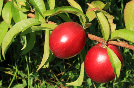 Peach twig laying in the sun bearing ripe fruit.の写真素材