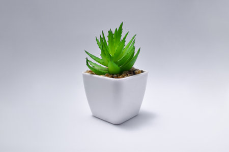 plastic green plants in pots for home decoration isolated on white backgroundの写真素材