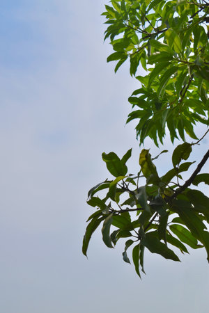 Mango Green Leaves and Branches, Green leaf frame with sky background