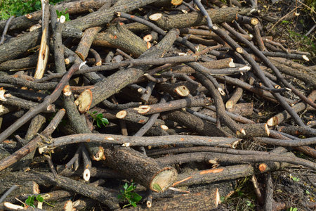 Pile of tree branches as a background texture.の写真素材