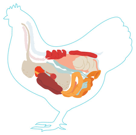 chicken anatomy digestive system of the chickenのイラスト素材
