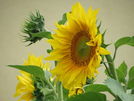 Sunflower closeup on grey backgroundの写真素材