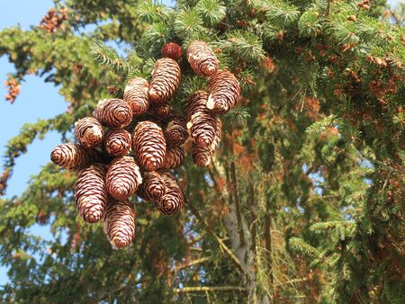 Brown fir tree cones on a green branch, close up, winter dayの写真素材