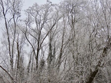 Frost and snow covered leafless trees in winter dayの写真素材