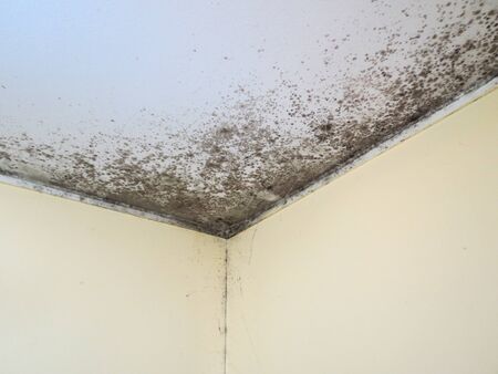 Black mold fungus on a ceiling in room corner. Yellow walls, white ceiling, covered in random grey and black spots of disgusting fuzzy mold and some spider webs hanging from it