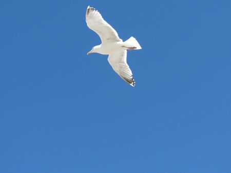 European herring gull flying in blue sky on sunny summer dayの写真素材