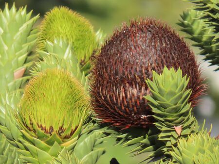 Big round araucaria cones growing on green branches, close upの写真素材