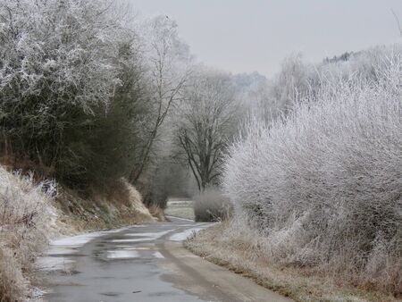 Winter landscape with old country road and frost covered shrubs and trees on both sides, misty day in Kirchberg, Luxembourgの写真素材