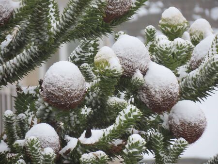 Big round araucaria cones growing on green branches, close up in snowの写真素材