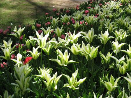 White star like tulips in flower bed in springの写真素材