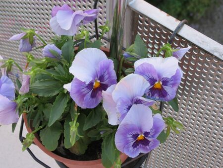 Flower pot with lilac colored pansies - Viola tricolor var. hortensis - on stainless steel balcony railingの写真素材
