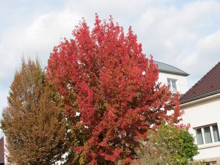 Maple tree with red leaves in town with white house behind, nice autumn dayの写真素材