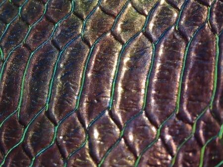 Background texture: light from various angles on a crocodile pattern embossed holographic surface...
