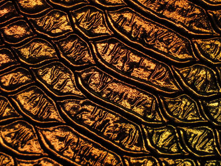 Background texture: light from various angles on a crocodile pattern embossed holographic surface...