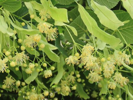 Linden tree - Tilia sp. - blossoms opening from buds, ready to be picked for tea