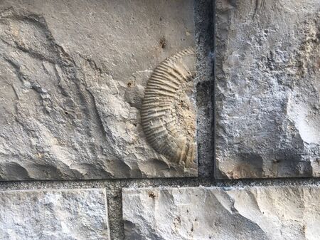 Piece of small ammonite fossil embedded in building block made of local limestone now built in wall, in Luxembourg, Europe.の写真素材