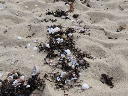 Cluster of black seaweed and small white scallop shells on dry beach sand, clean, no plasticの写真素材