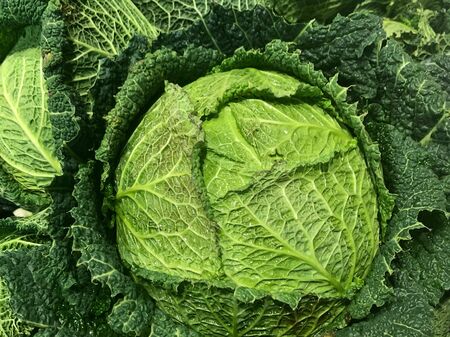 Savoy cabbage - whole, fresh, beautifully bright green, crunchy - close up for background filling...
