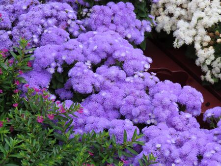 Bluemink, also flossflower, blueweed, pussy foot, Mexican paintbrush, Ageratum houstonianum, deer...
