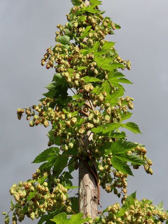 Hop plant with mature cones or strobiles - green with brown specks - seen from below against dark...