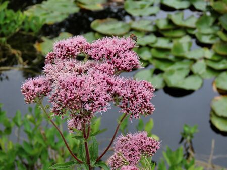 Valerian medicinal plant flowering by a pond on a sunny summer day. Close up with blurred background