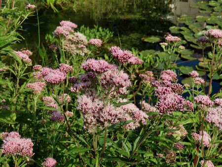 Valerian medicinal plant flowering by a pond on a sunny summer day. Close up with blurred background