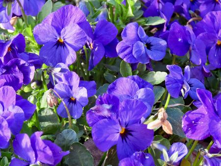 Flower pot with lilac colored pansies - Viola tricolor var. hortensis close up