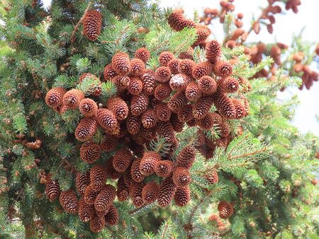 Brown fir tree cones on a green branch, close up, winter dayの写真素材
