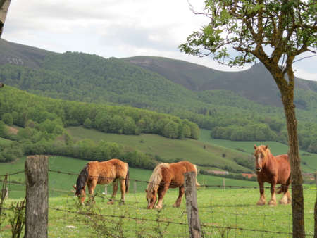 Horses grazing in green pasture on a bright summer dayの写真素材