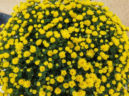 Dwarf Chrysanthemum growing in flower pots, forming big balls, yellow blossoms