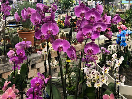 Purple Phalaenopsis or moth orchids for sale in shop. Strassen, Luxembourg - October 3, 2020のeditorial素材