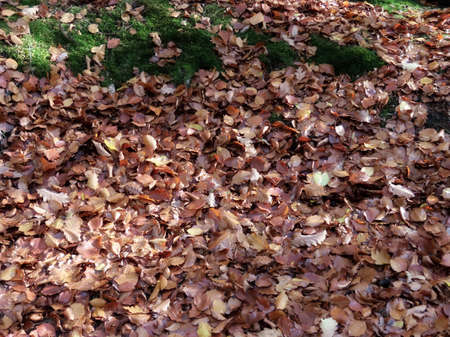 Brown autumn leaves from beech trees on ground in forest