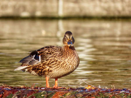 A male mallard duck standing next to a water fountain. Golden hour light on autumn dayの写真素材