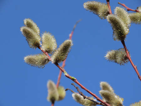 Furry yellow male catkins of a willow Salix sp. close up, on a bright early spring day, with blurry...